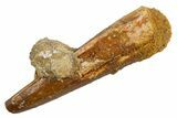 Fossil Spinosaurus Tooth - Real Dinosaur Tooth #326191-1